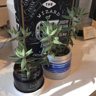 ★店内植木★