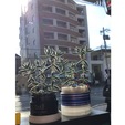 ★店内植木★